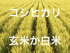 コシヒカリ　10キロ　玄米か白米のサムネイル