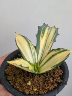 サルミアナフェロックス アガベ 大型株 観葉植物 - メルカリ