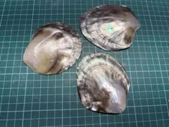 검은 나비 조개 자연 조개 3 장 세트 수작업 연마 소품 넣어 초밥 접시 액세서리