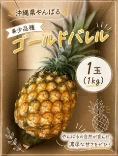 最高峰パインゴールドバレル（黄金の樽）芯まで柔らかく高糖度（東村産