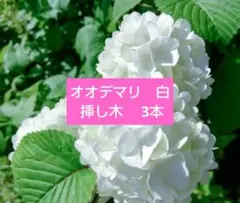 2026年最新】オオデマリ 苗の人気アイテム - メルカリ