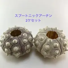 NO.67-180 スプートニックアーチン(ウニ殻) 濃淡　2ケセット