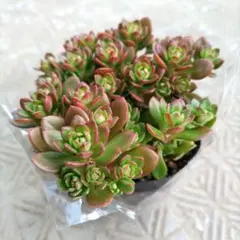 セダム　ルテオヴィリデ　抜き苗