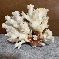 白珊瑚　ホワイトサンゴ 置物 自然な形状