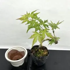 ✿ 山モミジ（紅葉） 鉢付き　278のサムネイル