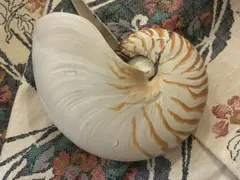 2026年最新】オウム貝の人気アイテム - メルカリ