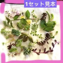 秋が来た‼️多肉植物寄せ植え　セット　トリカラー桃子の舞入りの…人気セダム