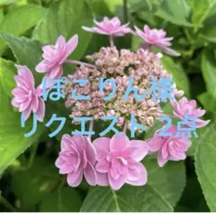 ぽこりん様 リクエスト 2点 まとめ商品