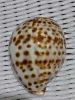 貝殻標本 オウサマダカラガイ - メルカリ