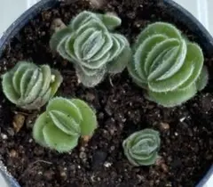 多肉植物 8個 2026-0804MLJP-010 トメントサ錦 - メルカリ