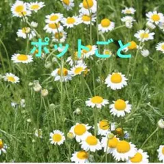 2026年最新】アロマティカス 種の人気アイテム - メルカリ