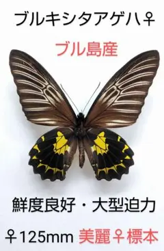 蝶の標本セット 蝶標本 モンキアゲハ ペア <0907z標本・蝶> 2025年最新】蝶の標本の