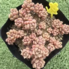小梅抜き苗のサムネイル