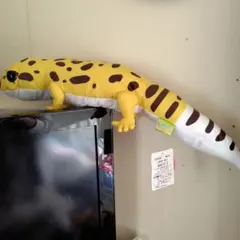 レオパのきいちゃん　るんるん気分　ぬいぐるみ