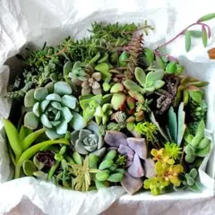 寄せ植えセット 30種 多肉植物 セダム カット苗 詰め合わせのサムネイル