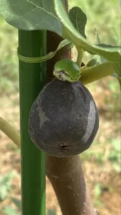 イチジク苗木　ブラックマデイラ　BlackMadeira ブラックマデイラ KK（ Black Madeira KK ) No.23 イチジク 苗木