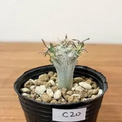 2026年最新】グラキリスの人気アイテム - メルカリ