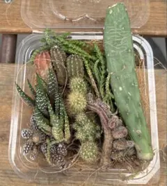多肉植物の寄せ植えセット　６種