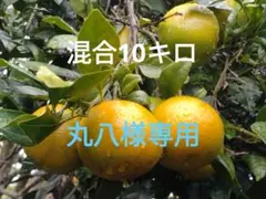 丸八様専用！ たんかん混合10キロ♪