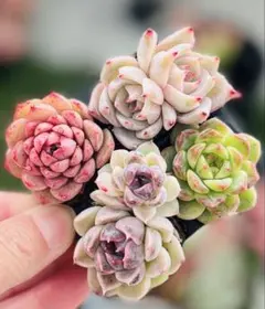 現品のみ❣️カラフル8苗詰め合わせセット❣️多肉 韓国苗 寄せ植え