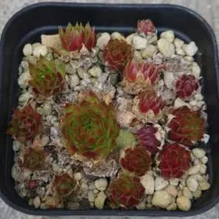 ガレージM様 リクエスト 5点 まとめ商品