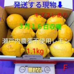 F ３月１６日収穫 新鮮！瀬戸内の農薬不使用レモン　キズスレあり
