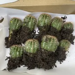 サボテン 抜き苗 10株セットのサムネイル