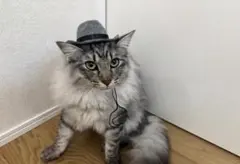 작은 고양이/강아지 사진에 딱 맞는 고양이 카우보이 모자 애완동물 액세서리