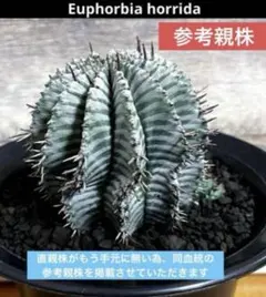 ユーフォルビアホリダ スーパーホワイト 特選カキ子 - メルカリ