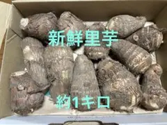 2025年最新】里芋種芋の人気アイテム - メルカリ