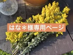 【はな＊様専用ページ】三角アカシア