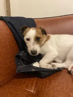 エンガワ様専用