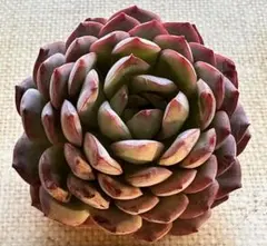 ミ*マ様 2845新入荷　エメラルドワルツ　エケベリア　多肉植物　撮影2月12日