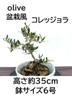 オリーブの木　コレッジョラ　盆栽風　6号　約35cm　NO.1094　現品 オリーブの木 コレッジョラ 盆栽風 6号 約35cm NO.1094 現品 - メルカリ