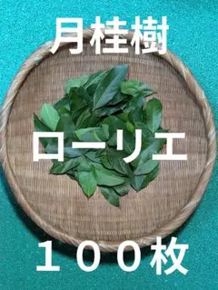 月桂樹 ローリエ １００枚