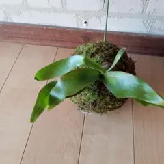 2025年最新】苔玉 ビカクシダの人気アイテム - メルカリ