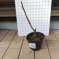 2026年最新】イチジク苗木の人気アイテム - メルカリ