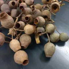 あんこ様専用♪