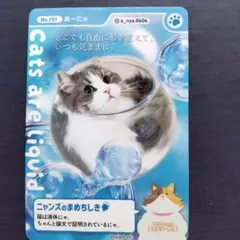 カインズ　ニャンズカード　あーにゃちゃんのサムネイル