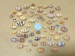 貝殻　しましまタカラガイ
