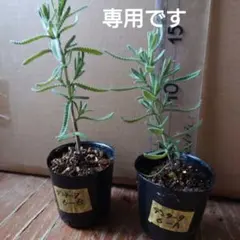 ご予約品【6-A&6-B】大きくなると四季咲きになります♫ デンタータラベンダー