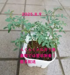 はづき　楽々空☆Rarakuu☆様 リクエスト 2点 まとめ商品