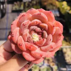 速達　佐和様 リクエスト 2点 まとめ商品