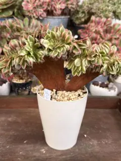 2026年最新】アエオニウム綴化の人気アイテム - メルカリ