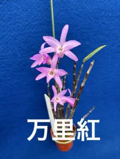 デンドロビウム　セッコク 長生蘭　万里紅のサムネイル
