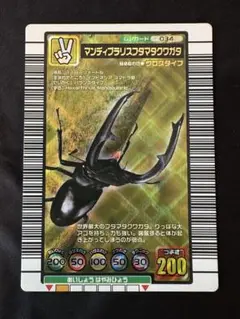 【美品】マンディブラリスフタマタクワガタ 2004セカンドプラス