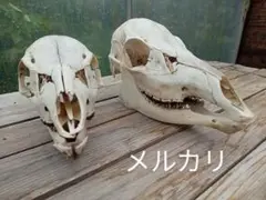 Item thumbnail for item 94e397c4-48fa-486c-9bfc-b7d024d51525