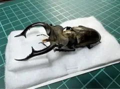2026年最新】ミヤマクワガタ 標本の人気アイテム - メルカリ