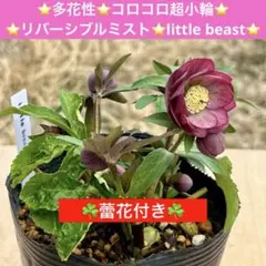 2026年最新】クリスマスローズ原種小輪の人気アイテム - メルカリ