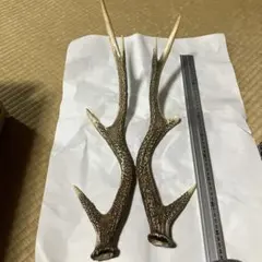 鹿の角 シカのツノ 約65cm 2本 - メルカリ